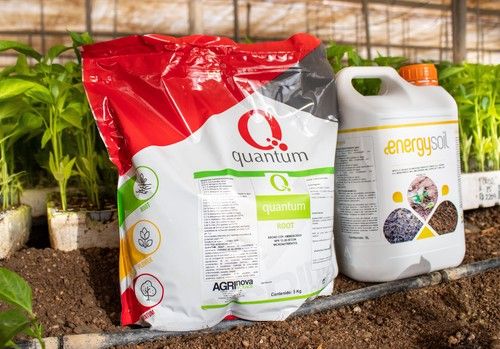 Aumenta el tamaño y grosor del sistema radicular con Quantum root