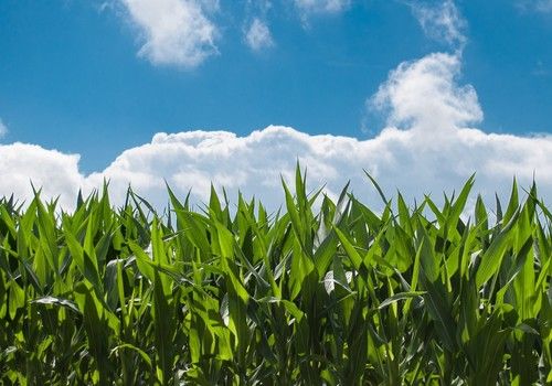 La Comisión de Medio Ambiente del Parlamento Europeo adopta su informe de la propuesta de directiva sobre vigilancia del suelo