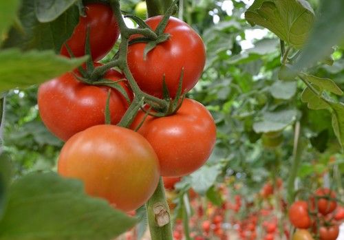 La reducción de oferta impulsa los precios de la mayoría de las hortalizas en el tramo final de la campaña de otoño