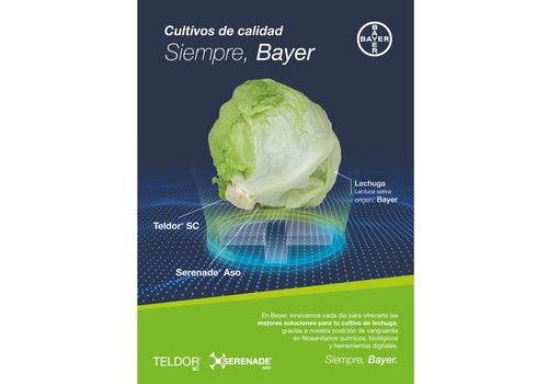 Serenade® Aso y Teldor®, soluciones fungicidas de Bayer para alargar la vida útil del cultivo de la lechuga