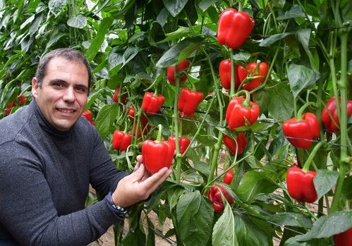 Rusticidad, sanidad, calidad y producción: los pilares de BASF | Nunhems® en pimiento