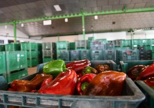 Andalucía llega a los 1.434 millones de euros en exportaciones de productos agroalimentarios en enero de 2024