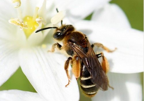 El viento de Levante y la calima causan “desastres” en el polinizado y engorde del melón y la sandía
