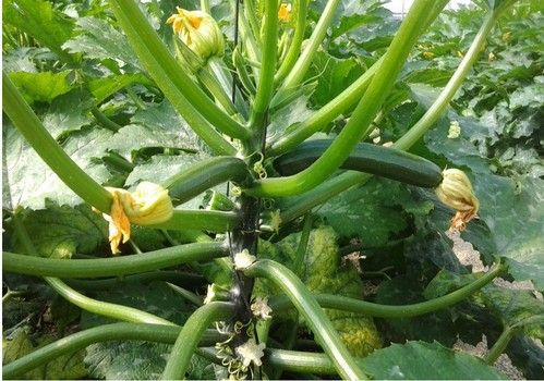 El calabacín verde y la berenjena rayada de segunda categoría vuelven al mercado