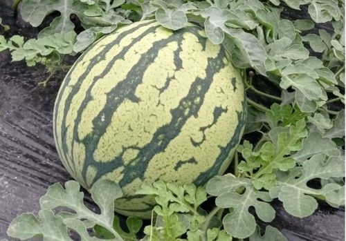 Grupo Agroponiente experimenta un importante incremento en la superficie de producción de melón y sandía en esta campaña de primavera