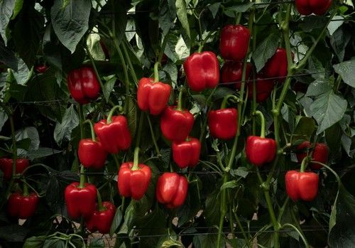 La innovación en el cultivo de pimiento se llama HM.CLAUSE