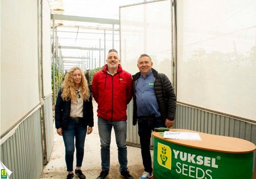 Pepino Bonachón, la nueva variedad de Yuksel Seeds para plantaciones tardías