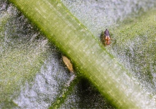 Koppert vence al Thrips parvispinus con dos nuevas soluciones biológicas