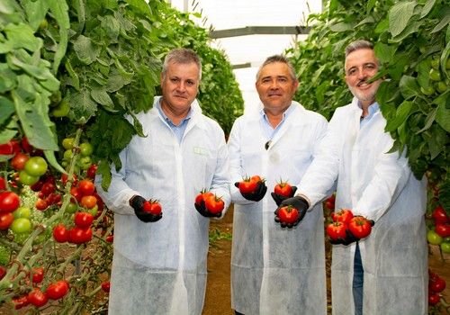 Yuksel Seeds lleva a Expolevante sus novedades en tomate frente al virus del rugoso