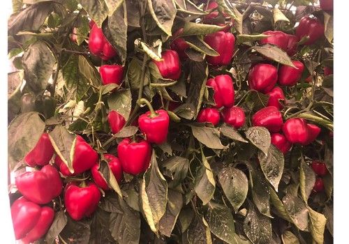 SUR SEEDS ofrece un catálogo completo en pimiento California rojo para el Campo de Níjar