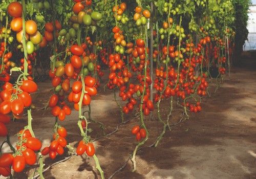 Meridiem Seeds da Batalla contra el virus del rugoso