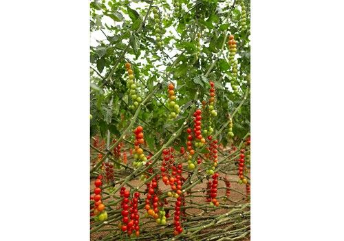 Unigenia Semillas es un valor seguro en calidad y sabor para agricultores y comercializadoras