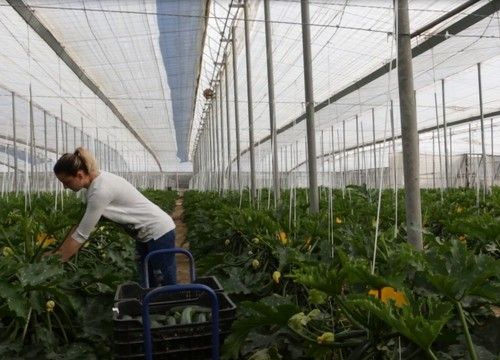 La Junta solicita al Ministerio una corrección de  la reducción de módulos para el campo andaluz
