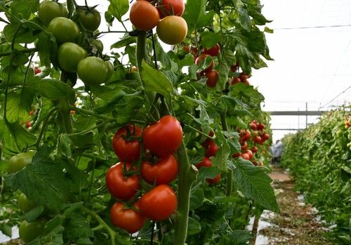 El fertilizante líquido Nutrifluid IMPULSE optimiza la respuesta del cultivo en fertirrigación intensiva