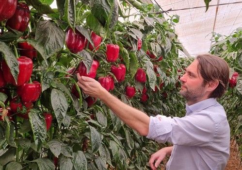 Los pimientos de Syngenta, ideales para el cuaje  con calor, con producción y fruto de calidad