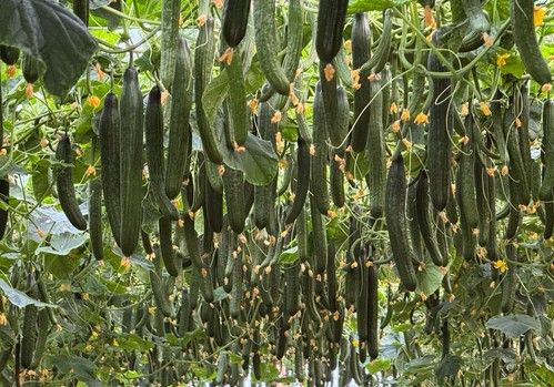 Lezo, Campeador y Bazán inauguran el catálogo de pepino Almería de SUR SEEDS