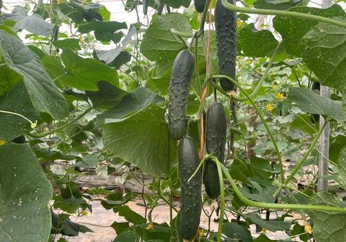 Pombal, el primer pepino francés de Bejo Ibérica desarrollado en Almería