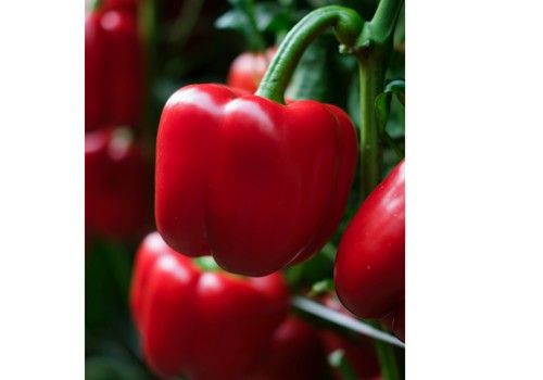 Una fecha para cada agricultor:  así es el catálogo de Sakata