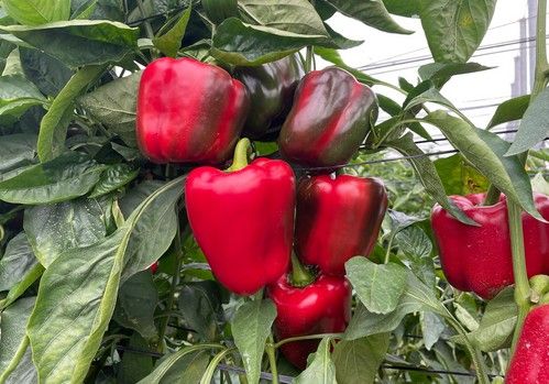 T34 Biocontrol, el producto ecológico ideal para el control de enfermedades de suelo sin LMRs