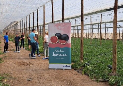Jamaica, la sandía negra con sabor de Syngenta, protagonista de unas jornadas en Níjar