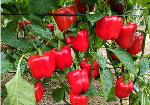 ALABARDA y ARIETE, los pimientos tardíos de SURSEEDS que aseguran alta producción y calidad en invierno
