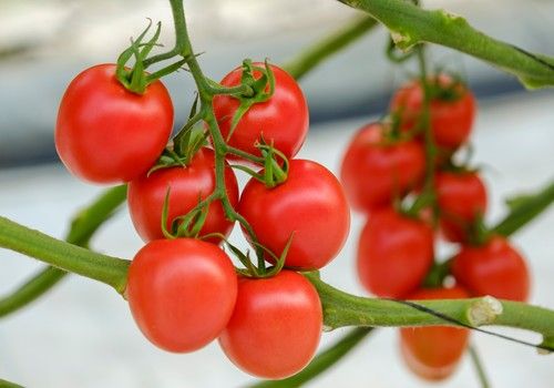 Syngenta proporciona protección ante el rugoso desde la raíz con cuatro portainjertos resistentes