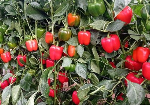 Firmeza, color, producción y resistencias con los pimientos de Unigen Seeds