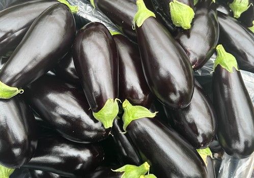 Vanesa, la productiva berenjena de Semillas Fitó que da la talla en invierno