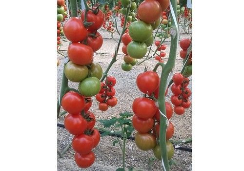 Romancero, el tomate rama de Ramiro Arnedo, continúa liderando su segmento