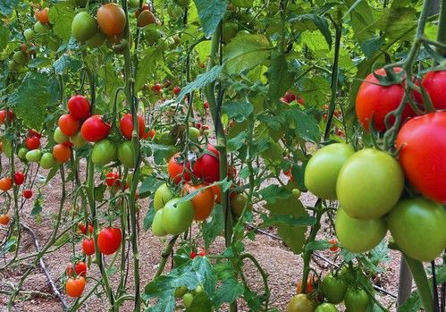 Zenith Semillas: Innovación y calidad para impulsar la agricultura