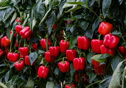 Spartanos se suma al potente catálogo de ciclo tardío de Syngenta