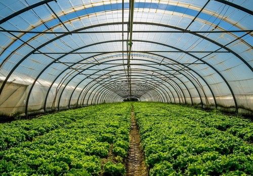 La Consejería pone a disposición del sector el Plan Estratégico para Frutas y Hortalizas de Invernadero
