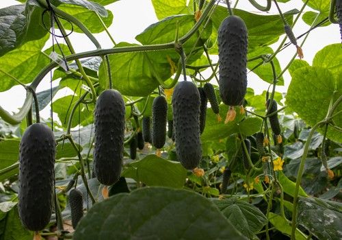 CapGen Seeds Presenta su Variedad de Pepino Corto Martínez en una Jornada de Puertas Abiertas