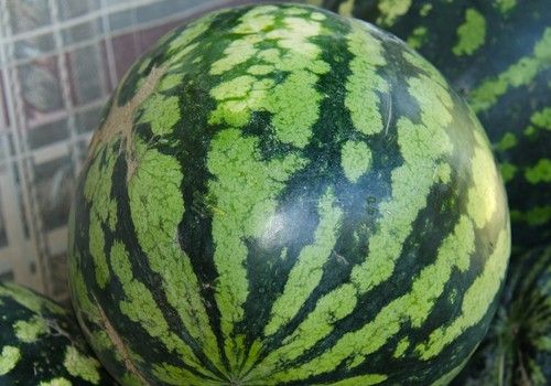 Sandía y melón afrontan el final de su campaña en Almería con bajos precios