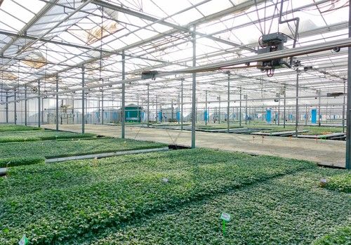 Semilleros Saliplant aporta conocimiento, experiencia y las mejores soluciones para garantizar una cosecha de calidad