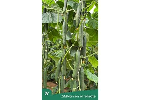 Haz frente al calor con ZiMMan,  el pepino holandés de Hazera España
