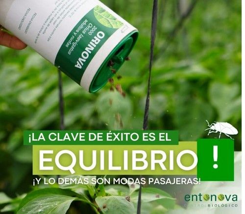Entonova ratifica su protocolo para hacer frente a la plaga del Thrips parvispinus