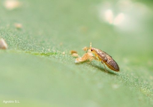 POWERmite 3.0 y Orius Cold de Agrobío demuestran su eficacia contra Thrips parvispinus