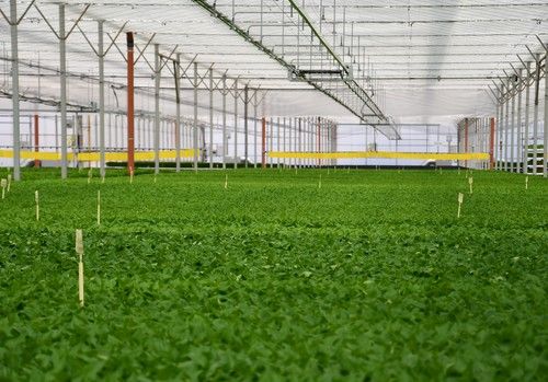 El semillero de Campoejido espera distribuir esta campaña casi 18 millones de plántulas desde Dalías