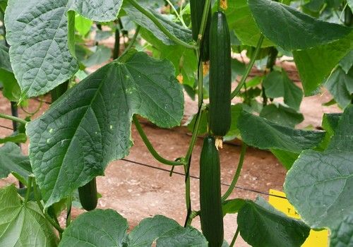 Los pepinos de Nunhems atajan los problemas de sobremaduración y quemado de cabeza