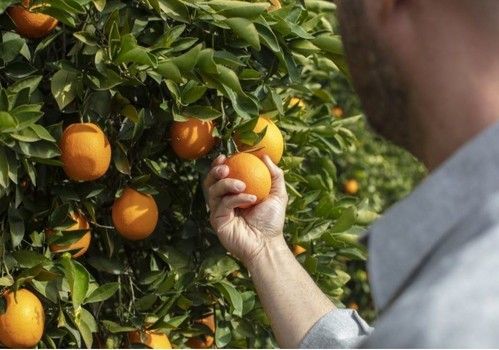 SIPCAM Iberia soluciona los problemas de engorde de los cítricos almerienses