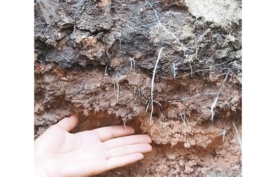 Más longitud radicular, biomasa vegetativa y absorción de nutrientes en ensayos en cultivo de calabacín
