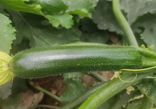Dharma F1 se gana la confianza de los agricultores gracias a la seguridad de su resistencia a Nueva Delhi y su alta productividad