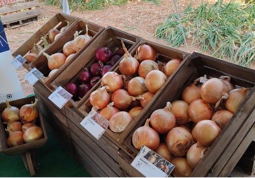 La cebolla de grano comienza con Almagro