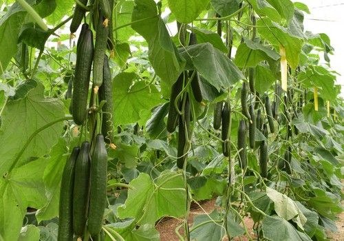 Andalucía, líder en exportaciones agroalimentarias, con uno de cada cuatro euros de España