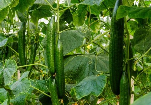 Sakata asegura productividad y calidad con Metric y Belako