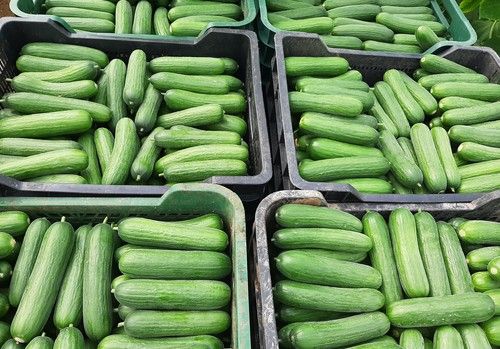 Isidro, el pepino midi de precocidad explosiva que revoluciona los trasplantes de verano