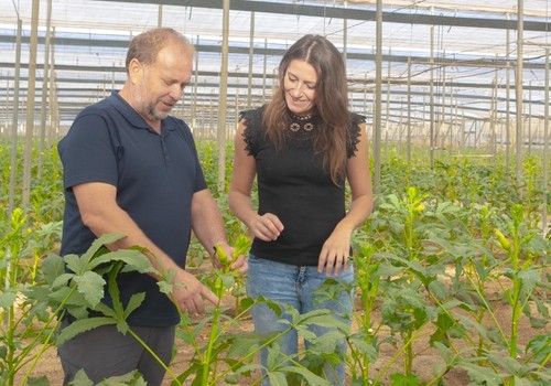 Innovación en cubiertas de invernadero: La clave para aumentar la productividad
