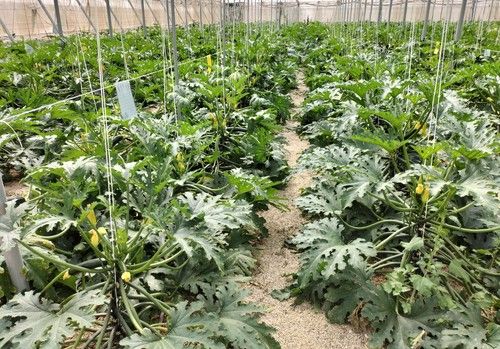 Raffaello y Salzillo, la apuesta de Semillas Fitó en calabacín de otoño-invierno