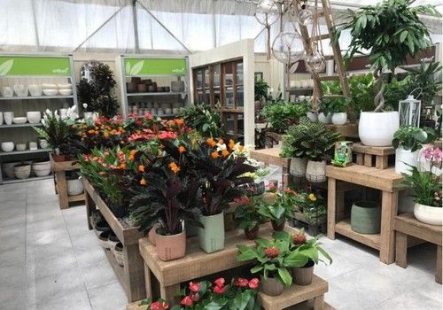 La importación española de flor y planta viva procede en un 60% de la UE
